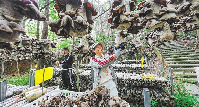 量发展产业调研】林下生金不朽情缘手机网站